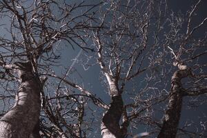 several bare trees with intricate branches reaching upwards against a clear sky photo