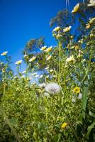Low angle view of a flower field with dandelion seed head in the foreground. photo