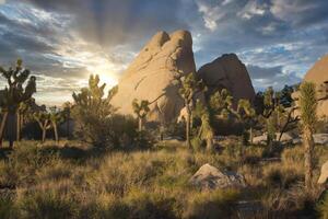 Joshua Tree National Park in California during a dramatic sunset. Yucca brevifolia trees in foreground. photo