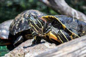 Yellow bellied Slider Trachemys scripta scripta turtle photo