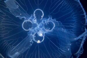 Closeup view, of a jellyfish illuminated against a dark blue background, highlighting its intricate patterns and delicate nature. photo