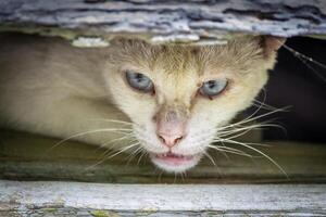 Close-up of an apngry and scared white cat peeking and hiding from behind a crack in the wood photo