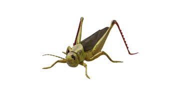 Green Grasshopper isolated in white photo