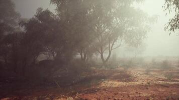 A misty forest scene with tall trees and muddy ground video