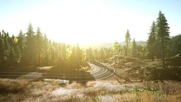 A serene and inviting forest road enveloped by the warm hues of a setting sun video