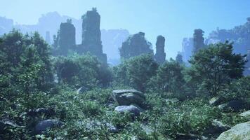 A forest filled with lots of trees and rocks video