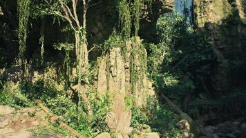 Cluster of Trees Growing on Cliffside. mountain path video