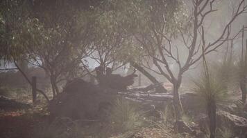 Enchanting Eucalyptus Grove Embraced by Mystical Fog video