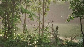 A view of a body of water surrounded by trees. dark forest video