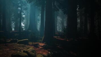 Sequoia Forest With Abundant Trees and Rocks. dark forest video