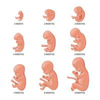Embryo in the womb, set. Development and growth of the fetus at different stages of pregnancy, monthly period. Illustration vector
