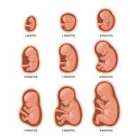 Embryo in the womb, set. Development and growth of the fetus at different stages of pregnancy, monthly period. Illustration vector
