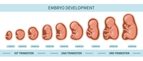 Embryo in the womb, set. Development and growth of the fetus at different stages of pregnancy, monthly period. Illustration vector