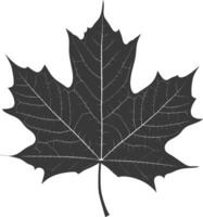 silhouette maple leaf black color only vector