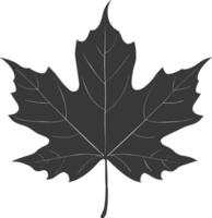 silhouette maple leaf black color only vector