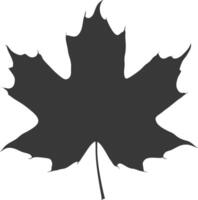silhouette maple leaf black color only vector