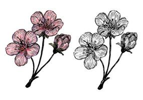 Flower of blooming Sakura. Hand drawn illustration. Set of contour and color drawings isolated on white. Vintage, engraving style. Botanical sketch. Elements for design, card, print, poster etc vector