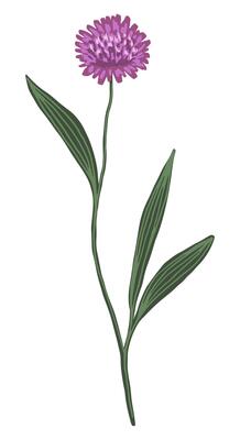 Centaurea cyanus, cornflower, bachelor's button. Colored field plant drawing. Hand drawn illustration. Botanical clipart isolated on white. Single element for design card, print, decor, sticker