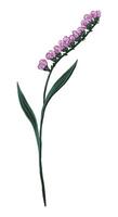 Abstract wild flower. Colored field plant drawing. Hand drawn illustration. Botanical clipart isolated on white. Single element for design, postcard, print, decoration, sticker, typography, wrap. vector