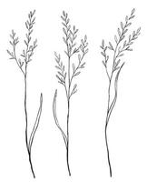 Vintage collection hand drawn illustration. Set of sketches wild plants. isolated on white. Abstract botanical decorative elements for design vector