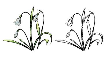 Galanthus, snowdrop, spring wild flower. Hand drawn illustration. Botanical sketch of field plant. Colored and outline clipart isolated on white. Vintage element for design, card, print, decor. vector