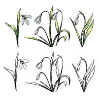 Collection of spring plants. Hand drawn illustration. Set of snowdrops. Vintage botanical sketches isolated on white. Colored and outline elements for design, typography, cards, prints etc. vector
