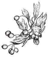 Sketch of Rosehip branch with berries. Hand drawn botanical illustration. vector