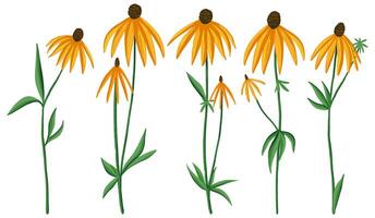 Collection of gray headed coneflower. Set of Echinacea wildflowers. Botanical drawings isolated on white. Hand drawn illustration. Colored cliparts for design, print, card, sticker, decor. vector