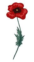 Poppy flower, field plant. Colored wildflower drawing. Hand drawn illustration. Botanical clipart isolated on white. Gentle single element for design, card, print, decor, typography, sticker. vector
