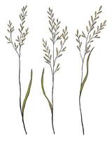Vintage collection hand drawn illustration. Set of sketches wild plants. isolated on white. Abstract botanical decorative elements for design vector