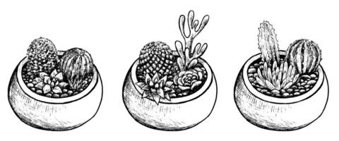 Collection of pots with cacti and succulents. Vintage botanical set with house plants in sketch style. Hand drawn illustration. Decorative floral elements isolated on white for design. vector