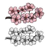Blooming branch of Sakura. Hand drawn illustration. Set of contour and color drawings isolated on white. Vintage, engraving style. Botanical sketch. Elements for design, card, print, poster etc vector