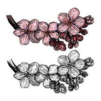 Blooming branch of Sakura. Hand drawn illustration. Set of contour and color drawings isolated on white. Vintage, engraving style. Botanical sketch. Elements for design, card, print, poster etc vector
