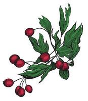 Sketch of Rosehip branch with berries. Hand drawn botanical illustration. vector