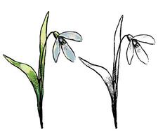 Galanthus, snowdrop, spring wild flower. Hand drawn illustration. Botanical sketch of field plant. Colored and outline clipart isolated on white. Vintage element for design, card, print, decor. vector