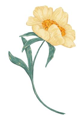 Peony Claire de Lune plant. Colored wildflower drawing. Hand drawn illustration. Botanical clipart isolated on white. Gentle single element for design, card, print, decor, typography, sticker.