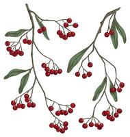 Winter berry on branches hand drawn illustration set. Abstract botanical sketches collection. Colored vintage drawing isolated on white. Gentle elements for design, print, decor, card, sticker. vector