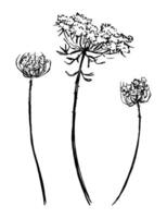 Wild plants collection. Retro ink sketches of meadow weeds. Hand drawn illustration set. Botanical cliparts isolated on white background. vector