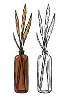 Glass jar with decorative plant. Hand drawn illustration set of contour and color drawings isolated on white. Vintage engraving botanical sketch. vector