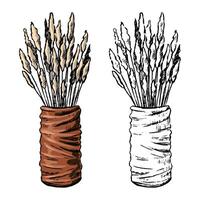 Decorative vase with plant. Hand drawn illustration set of contour and color drawings isolated on white. Home decoration sketch. vector