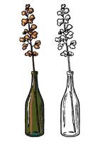 Glass jar with decorative plant. Hand drawn illustration set of contour and color drawings isolated on white. Vintage engraving botanical sketch. vector