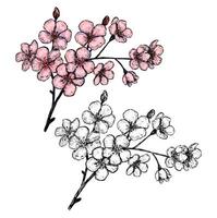 Blooming branch of Sakura. Hand drawn illustration. Set of contour and color drawings isolated on white. Vintage, engraving style. Botanical sketch. Elements for design, card, print, poster etc vector