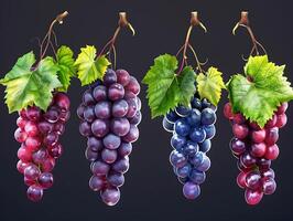 Set of ripe grapes with leaves in high resolution photo
