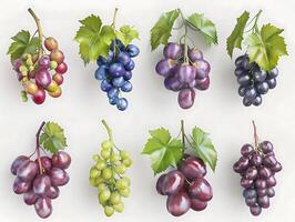 Set of ripe grapes with leaves in high resolution photo