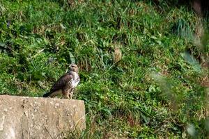 A vigilant hawk perched on a concrete ledge against a backdrop of vibrant green grass, a classic representation of wildlife and bird of prey in its habitat. photo