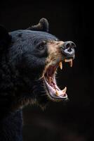 Black bear roaring, detailed fangs, dramatic side lighting, black background, closeup, intense wildlife scene photo