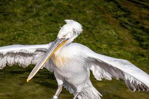 An imposing pelican flares its wings on the water, its striking white plumage and distinctive bill highlighted by sunlight, a majestic display of wildlife and nature. photo