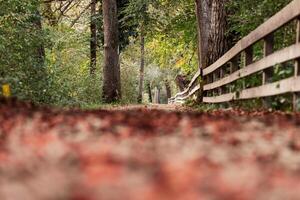 A forest pathway strewn with autumn leaves leads invitingly through a tranquil woodland, framed by a rustic fence, embodying a peaceful retreat. photo