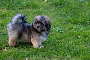 A playful brown and black puppy stands on lush grass, its inquisitive eyes and perky stance suggest a readiness for adventure, perfect for pet activity concepts. photo