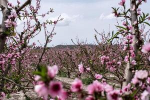 Blossoming almond orchard in full bloom, with pink flowers close up and a blurred natural background. photo